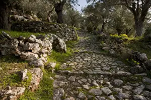 Lesbos Prints: Ancient paved stone path (Kalderimi) through Olive (Olea europea) groves