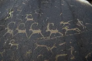 Carving Prints: Ancient petroglyphs depicting wolves and humans hunting ibex, circa 400 A. D