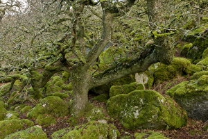 Ancient stunted Common Oak (Quercus sp. ) trees growing amongst moss covered boulders in moorland copse habitat