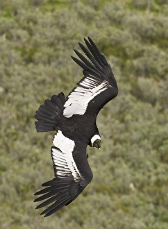 Andean Condor (Vultur gryphus) adult male, in flight, Patagonia, Chile, november