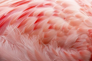 Details Prints: Andean Flamingo (Phoenicoparrus andinus) adult