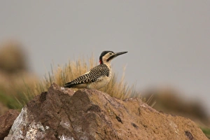 Wood Pecker Prints: Andean Flicker (Colaptes rupicola) adult male