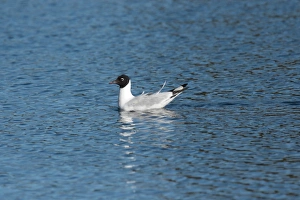 Larus Prints: Andean Gull (Chroicocephalus serranus) adult