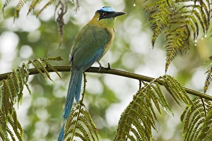 Equatorial Prints: Andean Motmot (Momotus aequatorialis) adult