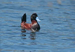 Drakes Prints: Andean Ruddy Duck (Oxyura jamaicensis ferruginea) adult male