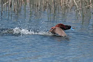 Andean Ruddy Duck (Oxyura jamaicensis ferruginea) adult male, displaying on water, Villa Pehuenia, Neuquen, Argentina, december