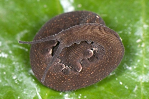 Andean Velvet-worm (Peripatus sp. ) adult, coiled on leaf, from Cusco to Manu, Departemento Cusco, Andes, Peru