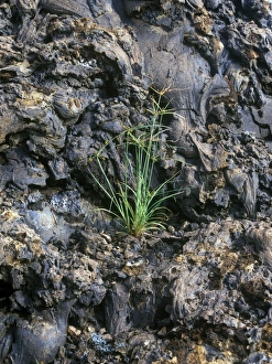 Anderssons Sedge (Cyperus anderssonii) Galapagos
