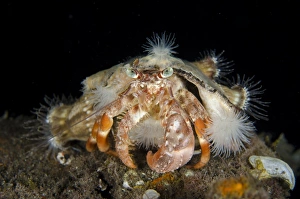 Protects Prints: Anemone Hermit Crab (Dardanus pedunculatus) adult, with Sea Anemones (Calliactis polypus)