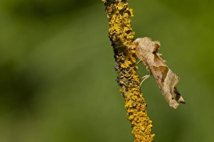 Lincolnshire Prints: Angle Shades (Phlogophora meticulosa) adult