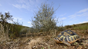 South Africa Prints: Angulate Tortoise (Chersina angulata) adult, resting in habitat, South Africa, February