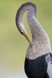 Anhinga (Anhinga anhinga) adult female, preening chest feathers, close-up of head and neck, Pantanal, Mato Grosso, Brazil