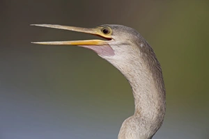 Anhinga (Anhinga anhinga) adult female, with beak open, close-up of head and neck, Pantanal, Mato Grosso, Brazil