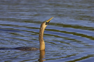 Anhinga (Anhinga anhinga) adult female, breeding plumage, swimming low in water, Venice Rookery, Florida, U. S. A