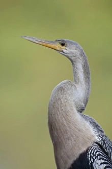 Anhinga (Anhinga anhinga) adult female, close-up of head and neck, Pantanal, Mato Grosso, Brazil