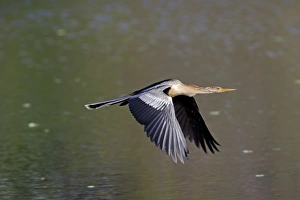 Anhinga (Anhinga anhinga) adult female, in flight over water, Wakodahatchee Wetlands, Delray Beach, Florida, U. S. A