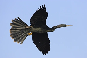 Snakebirds Prints: Anhinga (Anhinga anhinga) adult male, in flight, Venice Rookery, Florida, U. S. A