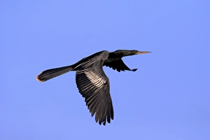 Anhinga (Anhinga anhinga) adult male, breeding plumage, in flight, Wakodahatchee Wetlands, Delray Beach, Florida