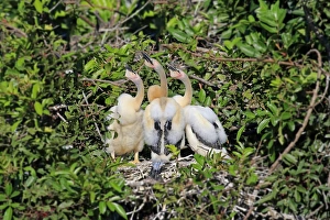 Snakebirds Prints: Anhinga (Anhinga anhinga) three chicks