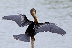 Anhinga (Anhinga anhinga) immature, preening with wings spread, Florida, U. S. A. February