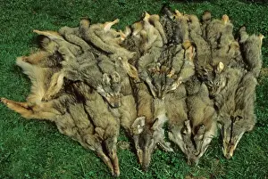 Killed Prints: Animal products, European Wolf (Canis lupus) skins, Poland