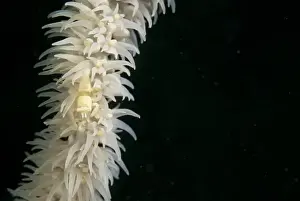 Anker's Whipcoral Shrimp (Pontonides ankeri) adult, camouflaged on whip coral, Lembata Island, Solor Archipelago, Lesser Sunda Islands, Indonesia