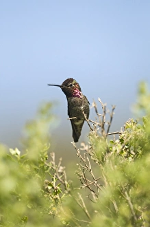 Anna's Hummingbird (Calypte anna) adult male, perched on twig, San Diego, California, U. S. A. april