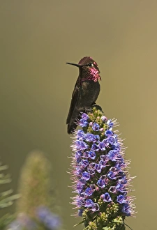 Anna's Hummingbird (Calypte anna) adult male, perched on flowerhead, San Diego, California, U. S. A. april