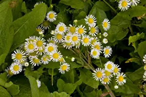 Rumania Prints: Annual Fleabane (Erigeron annuus) introduced species, flowering, Romania, september