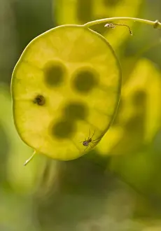 Seedpod Prints: Annual Honesty (Lunaria annua) close-up of backlit seedpod with seeds
