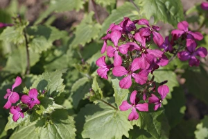 Biennial Prints: Annual Honesty (Lunaria annua) flowering, in garden, Powys, Wales, March