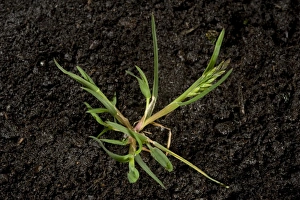 Blue Prints: Annual meadow-grass, Poa annua