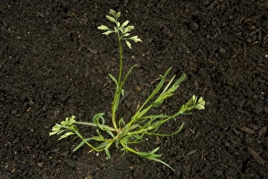 Annual meadow-grass, Poa annua, with tillers and flower on annual garden and agriculture weed