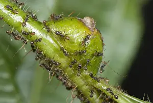 Protects Prints: Ant (Azteca sp. ) adults, group on Tococa (Tococa guianensis) myrmerophytic plant