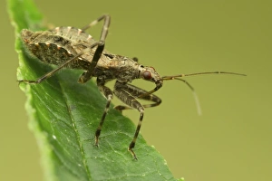 Bugs Prints: Ant Damsel Bug (Himacerus mirmicoides) adult