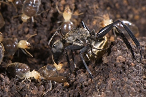 Killing Prints: Ant (Formicidae sp. ) adult, preying on termites