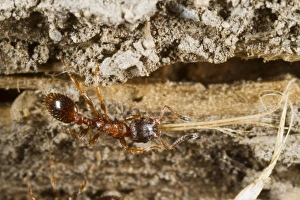 Gather Prints: Ant (Leptothorax acervorum) adult worker