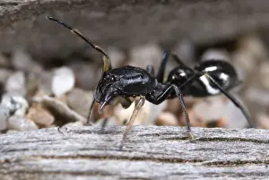 Ants Prints: Ant-like Jumping Spider (Leptorchestes mutilloides) adult female