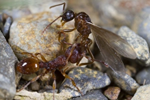 Aggression Prints: Ant (Myrmica sabuleti) adult worker