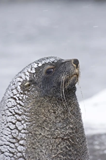 Pinniped Prints: Antarctic Fur Seal (Arctocephalus gazella) adult