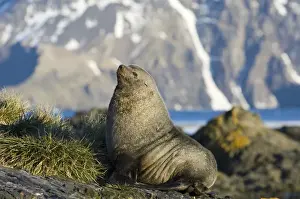 Pinniped Prints: Antarctic Fur Seal (Arctocephalus gazella) adult male