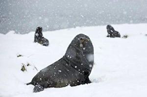 Antarctic Fur Seal (Arctocephalus gazella) three adults, sitting on snow during snowfall, Grytviken, South Georgia, november