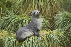 Pinniped Prints: Antarctic Fur Seal (Arctocephalus gazella) pup