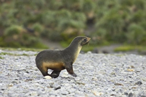 Antarctic Fur Seal (Arctocephalus gazella) pup, walking down to sea during rainfall, Fortuna Bay, South Georgia