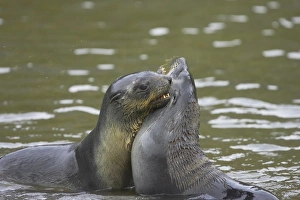 Pinniped Prints: Antarctic Fur Seal (Arctocephalus gazella) two pups