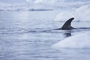 Rorqual Prints: Antarctic Minke Whale (Balaenoptera bonaerensis) adult