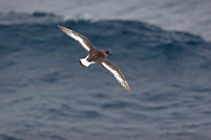 Antarctic Prints: Antarctic Petrel (Thalassoica antarctica) adult