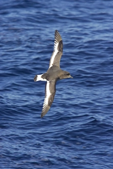 Antarctic Petrel (Thalassoica antarctica) adult, in flight over sea, Antarctic Ocean, Antarctica