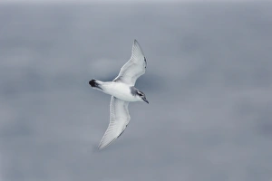 Antarctic Prion (Pachyptila desolata) adult, in flight over sea, Antarctic Ocean, off South Georgia