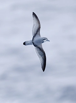 Antarctic Prion (Pachyptila desolata) adult, in flight over sea, Drake Passage, Southern Ocean, november